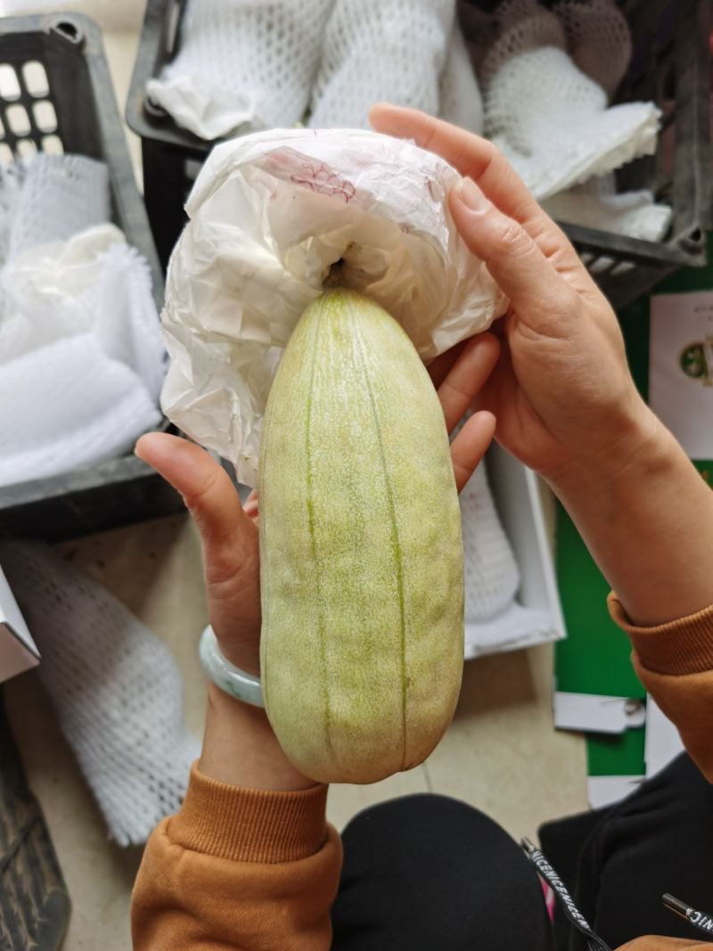 大荔县范家高石脆瓜现货供应，大量上市
