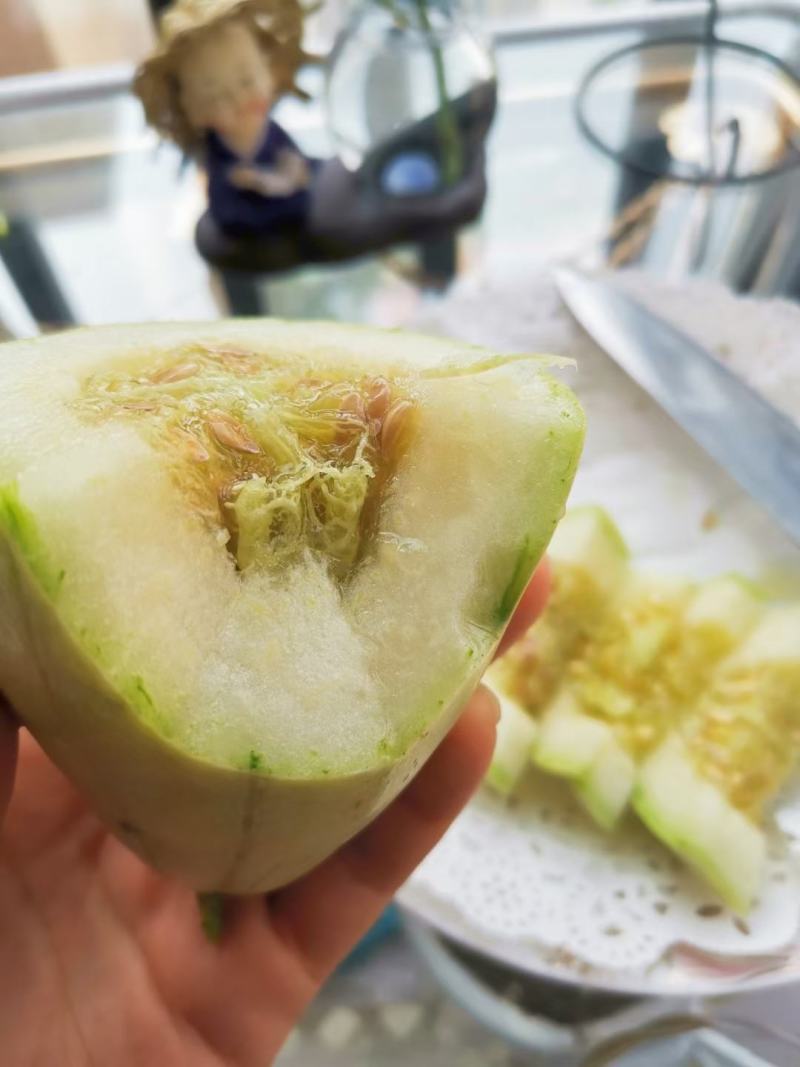 大荔县范家高石脆瓜现货供应，大量上市