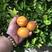 陕西大黄杏，产地直供，一件代发。