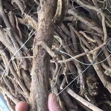 yesheng黄芪