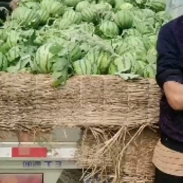 定陶南王8424西瓜4斤打底8成熟1茬质量好