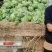 定陶南王8424西瓜4斤打底8成熟1茬质量好
