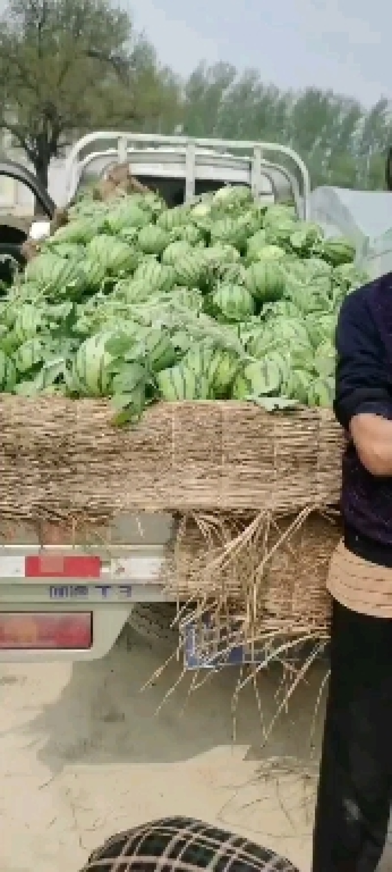 定陶南王8424西瓜4斤打底8成熟1茬质量好
