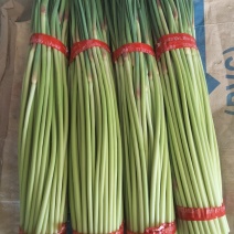 邳州红帽蒜薹，改把加工，入库