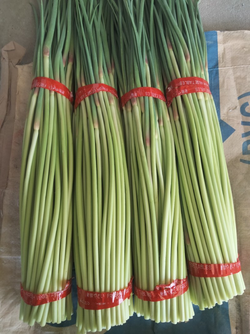 邳州红帽蒜薹，改把加工，入库