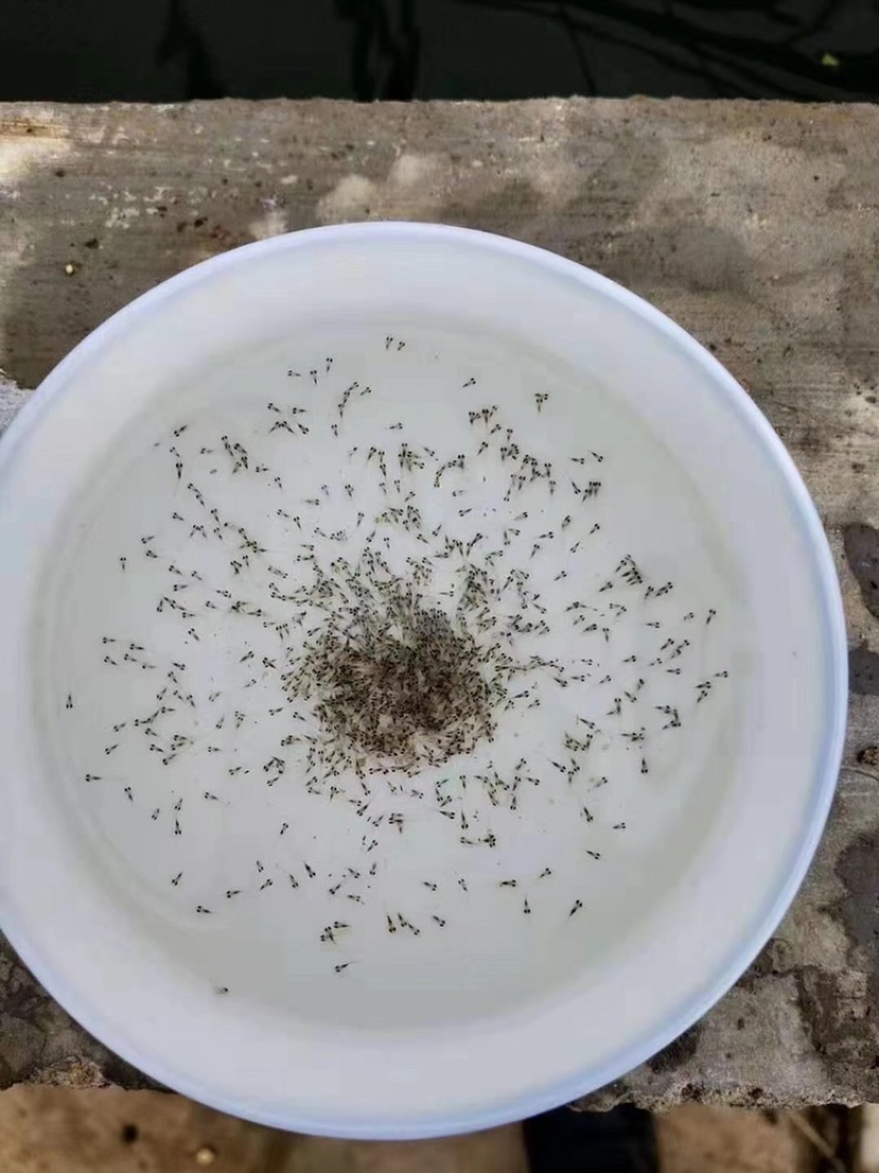 草鱼水花大头水花麦鲮土鲮水花各类水花品种齐全价格请咨询