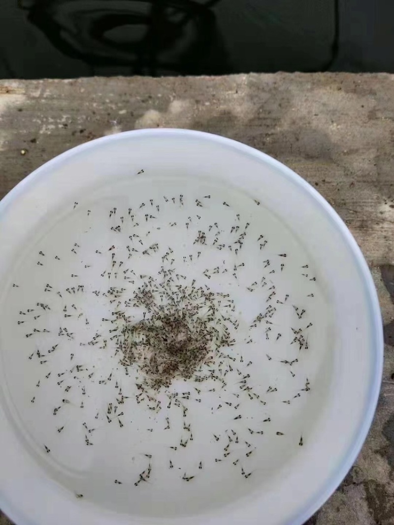 草鱼水花大头水花麦鲮土鲮水花各类水花品种齐全价格请咨询