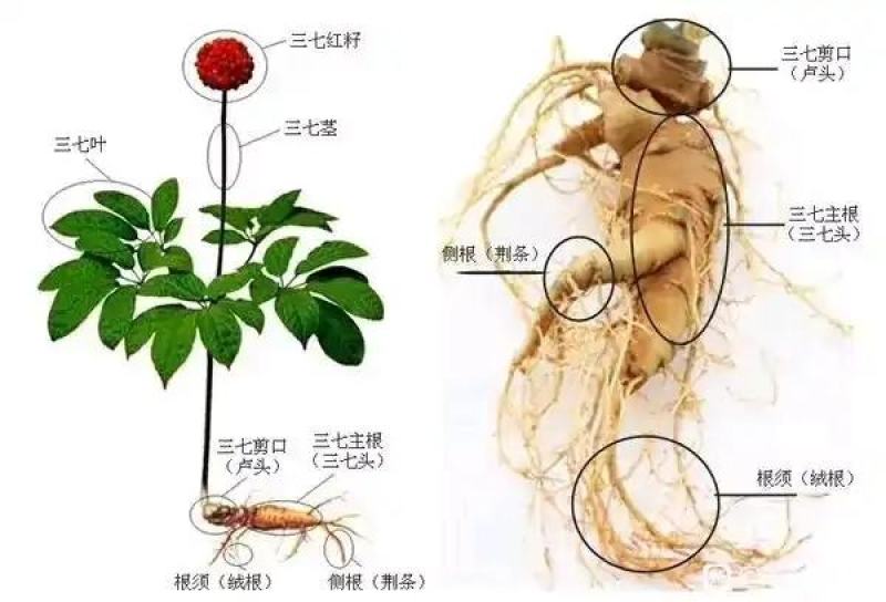 【产地直销】正宗云南文山三七不带剪口的精品滑头三七