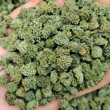 【产地直销】正宗云南文山三七花短杆精品三七花