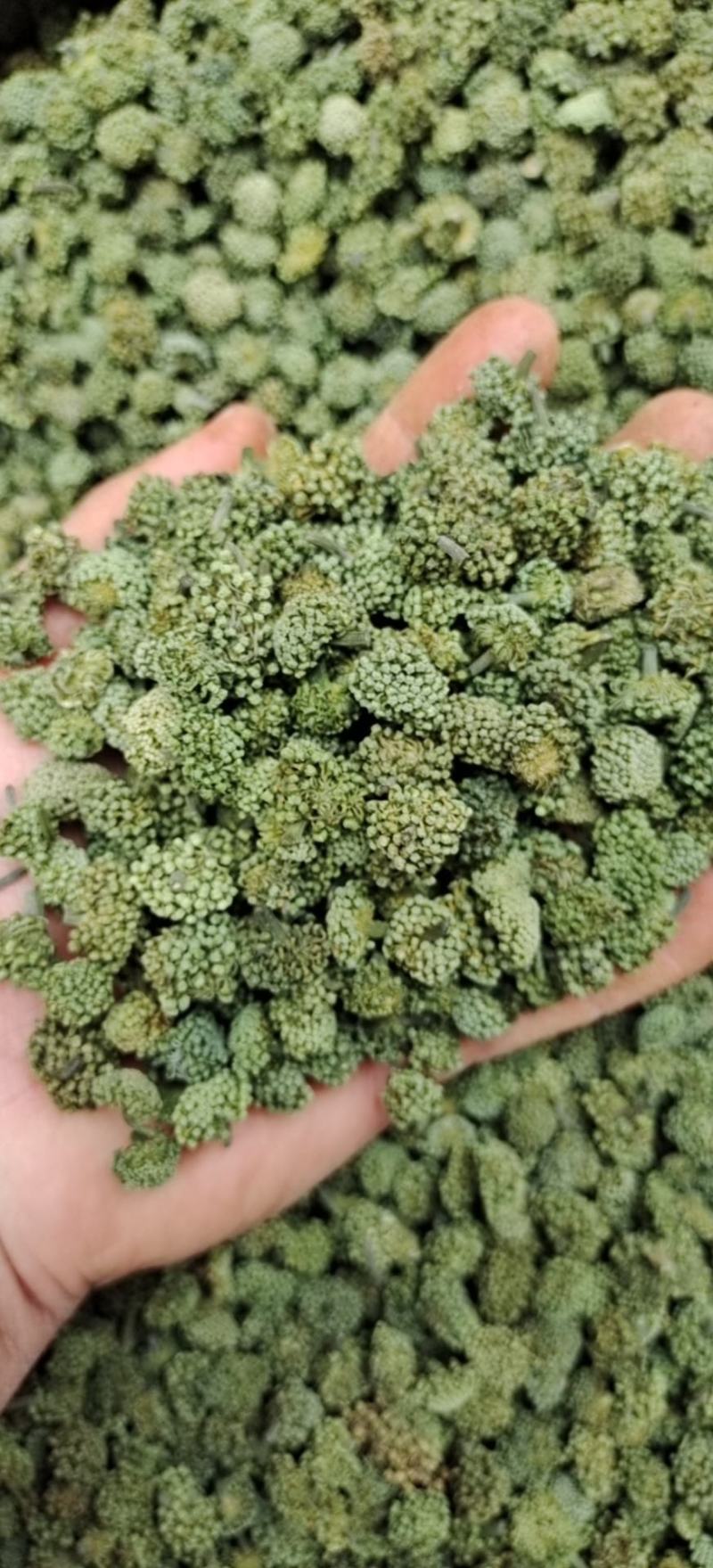 【产地直销】正宗云南文山三七花短杆精品三七花