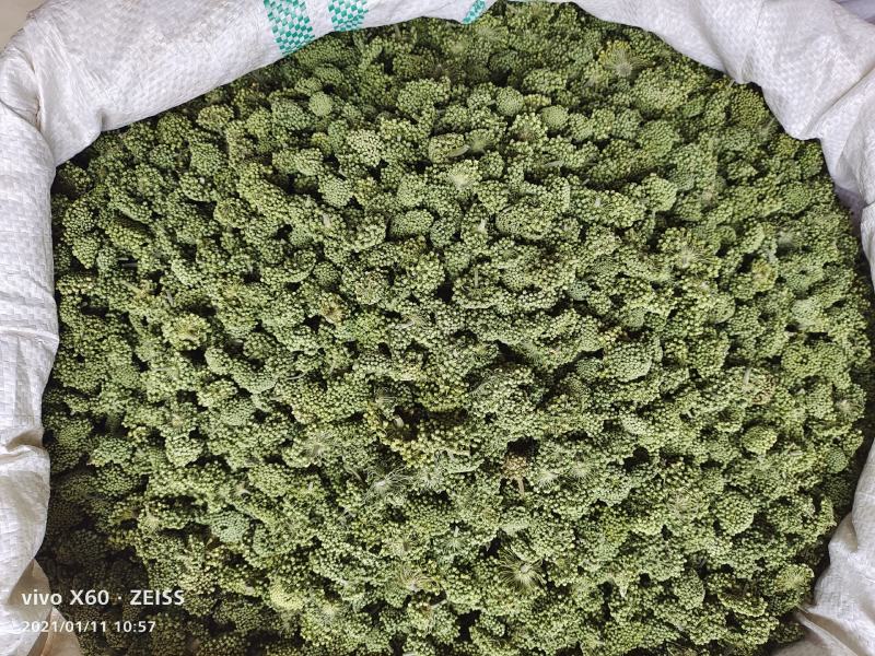 【产地直销】正宗云南文山三七花短杆精品三七花