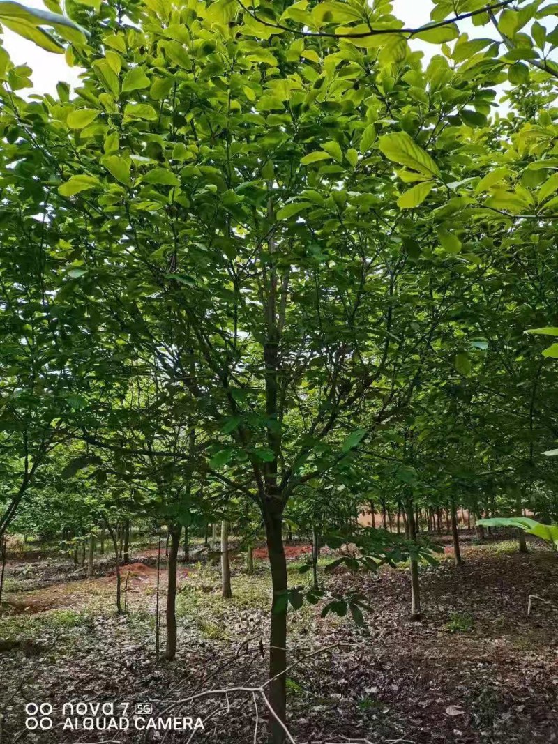 紫玉兰大量供应江西紫玉兰