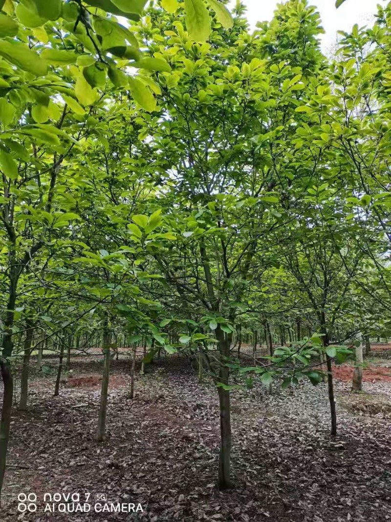 紫玉兰大量供应江西紫玉兰