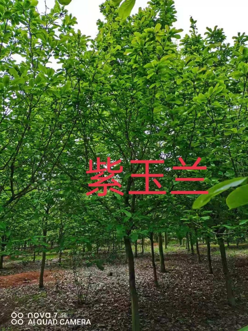 紫玉兰大量供应江西紫玉兰