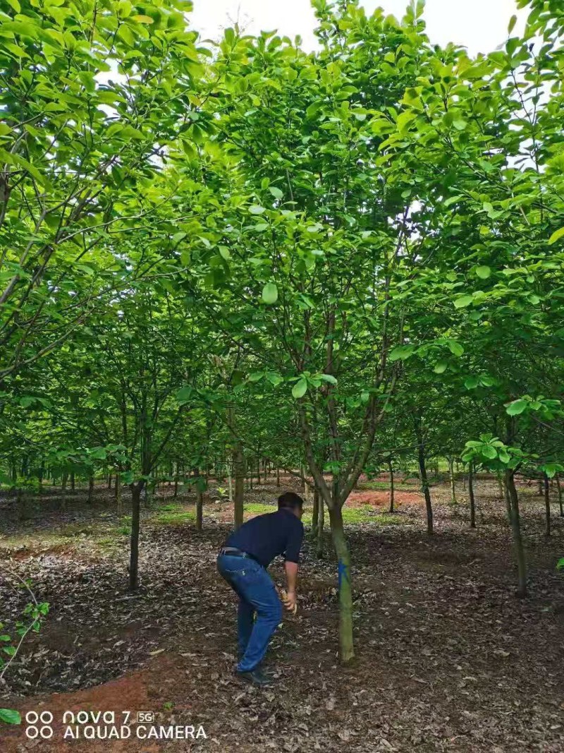 紫玉兰大量供应江西紫玉兰