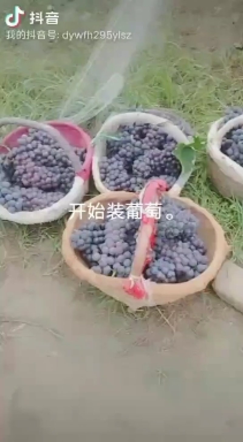 大荔县各种葡萄大量上市万亩产地，以质量求生存，一手货源