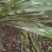 野生岩白菜野生岩白菜野生岩白菜野生岩白菜野生岩白菜