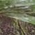 野生岩白菜野生岩白菜野生岩白菜野生岩白菜野生岩白菜