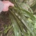 野生岩白菜野生岩白菜野生岩白菜野生岩白菜野生岩白菜