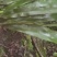 野生岩白菜野生岩白菜野生岩白菜野生岩白菜野生岩白菜