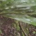 野生岩白菜野生岩白菜野生岩白菜野生岩白菜野生岩白菜