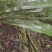 野生岩白菜野生岩白菜野生岩白菜野生岩白菜野生岩白菜