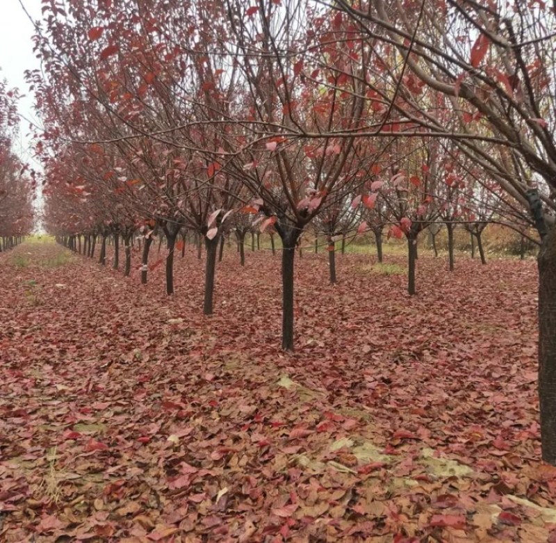 优质紫叶李，红叶李树5，6公分8，10，12，15，18