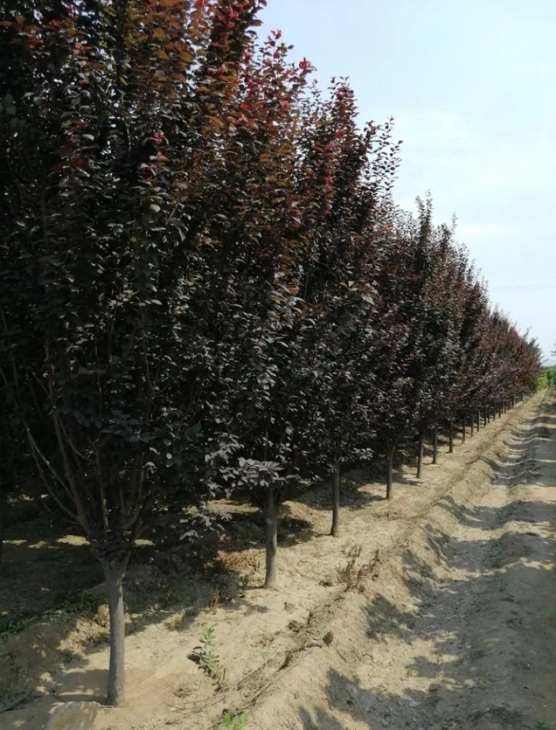 优质紫叶李，红叶李树5，6公分8，10，12，15，18