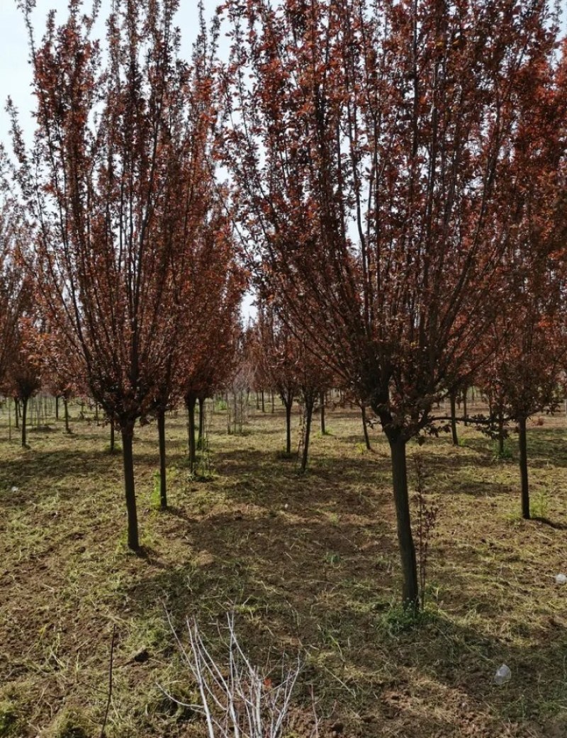 优质紫叶李，红叶李树5，6公分8，10，12，15，18