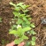 特价茉莉花盆栽室内绿植阳台浓香四季开花常青驱蚊花卉好养的