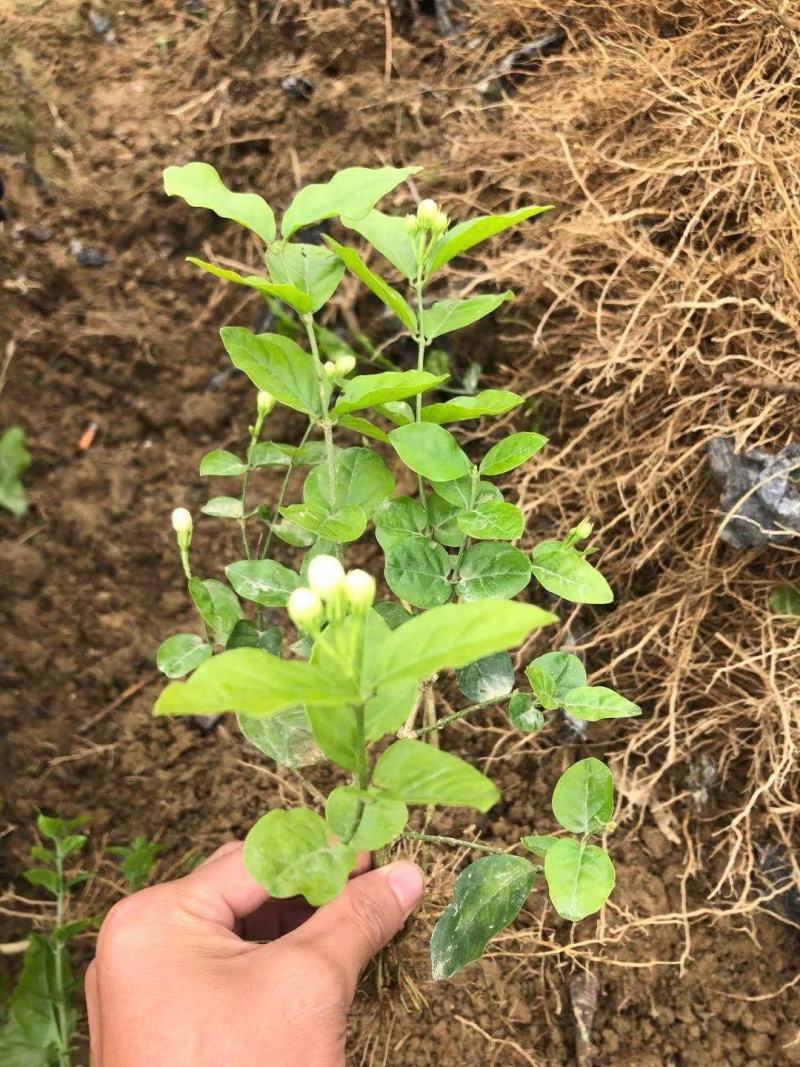 特价茉莉花盆栽室内绿植阳台浓香四季开花常青驱蚊花卉好养的