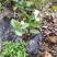 特价茉莉花盆栽室内绿植阳台浓香四季开花常青驱蚊花卉好养的