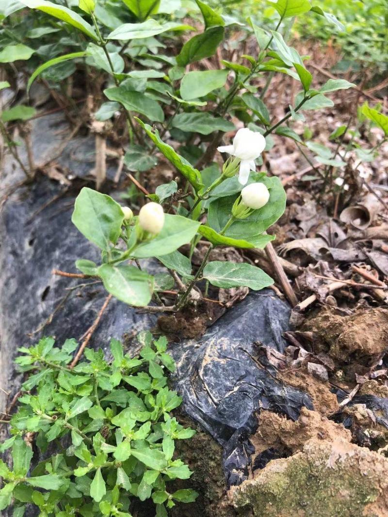 特价茉莉花盆栽室内绿植阳台浓香四季开花常青驱蚊花卉好养的