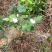 特价茉莉花盆栽室内绿植阳台浓香四季开花常青驱蚊花卉好养的