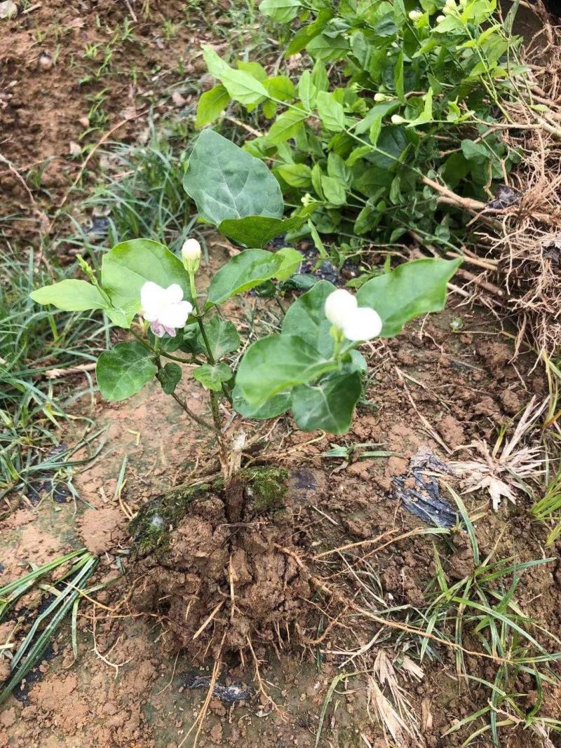 特价茉莉花盆栽室内绿植阳台浓香四季开花常青驱蚊花卉好养的