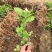 特价茉莉花盆栽室内绿植阳台浓香四季开花常青驱蚊花卉好养的