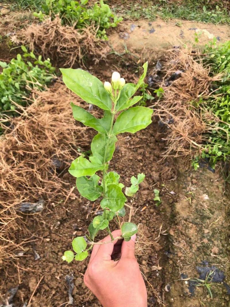 特价茉莉花盆栽室内绿植阳台浓香四季开花常青驱蚊花卉好养的