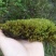 苔藓