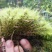 苔藓
