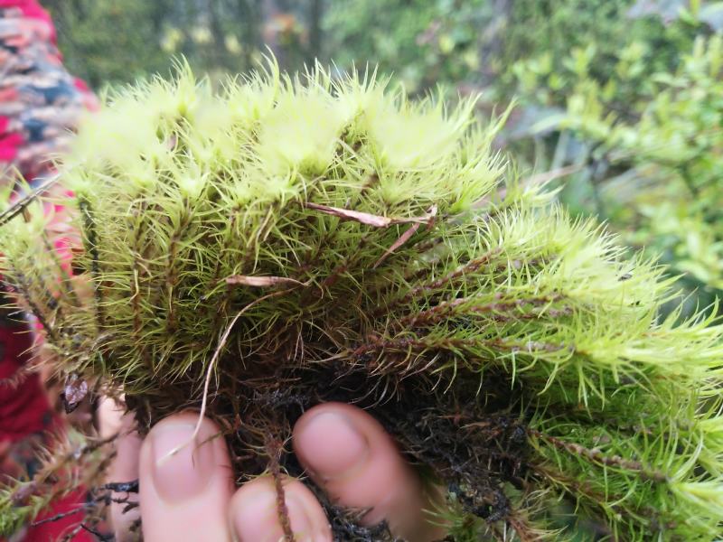 苔藓