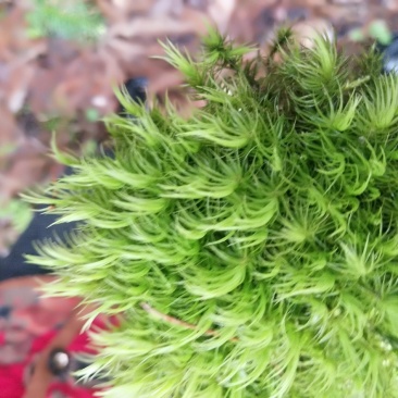 苔藓
