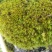 苔藓