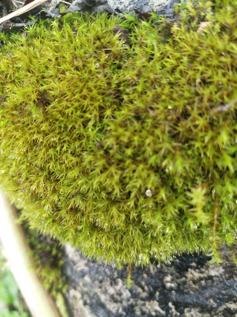 苔藓