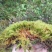 苔藓