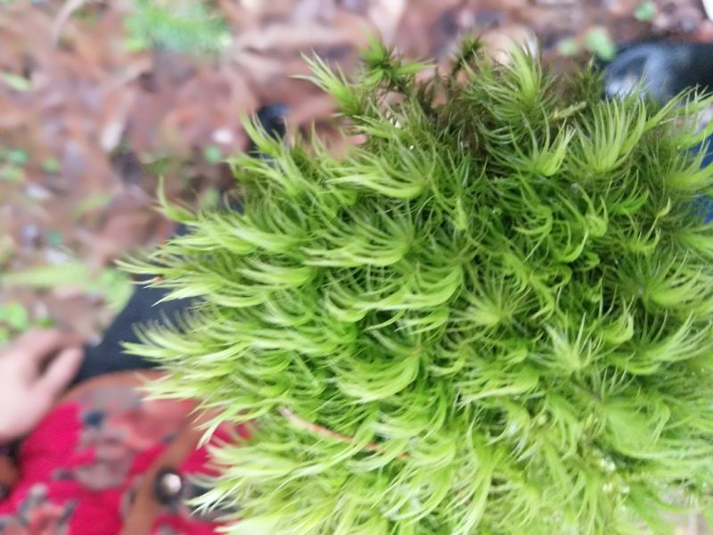 苔藓