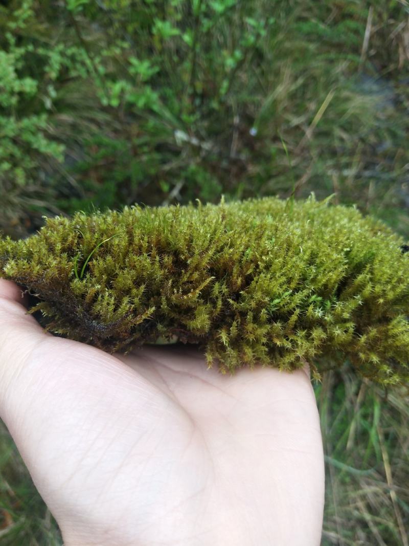 苔藓