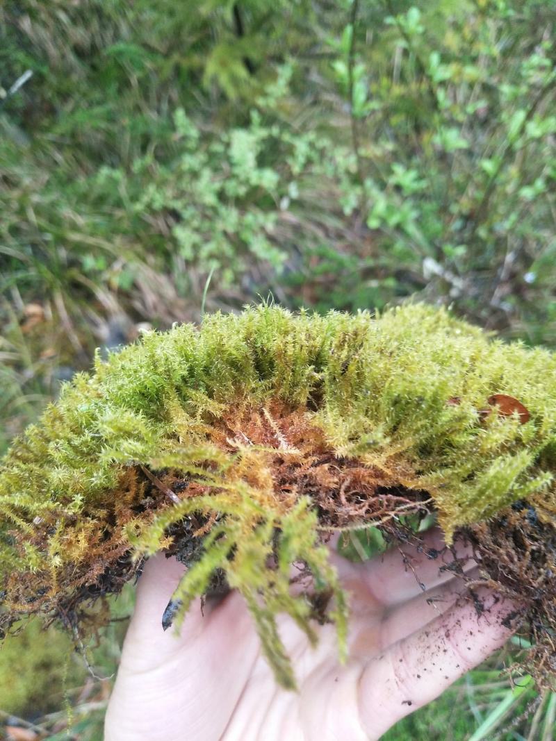 苔藓