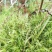 苔藓