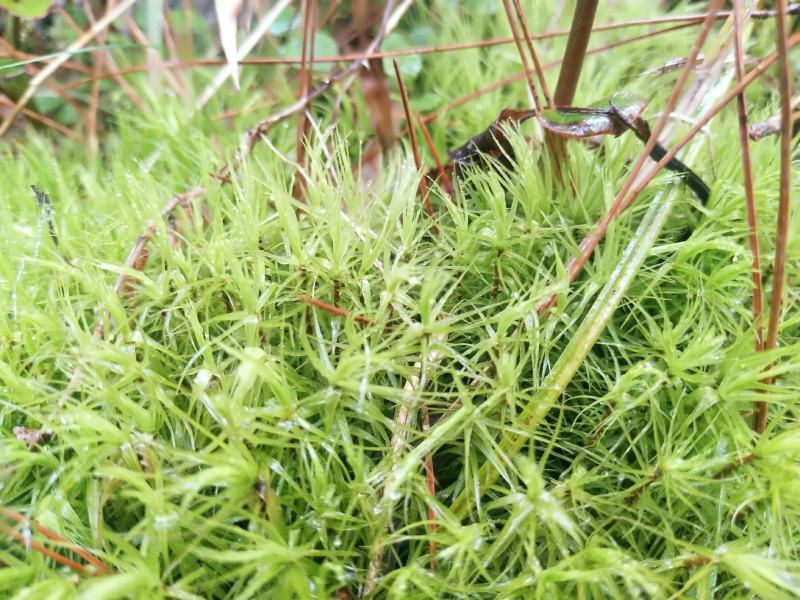 苔藓