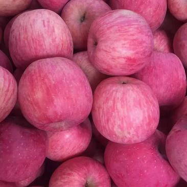 【红富士苹果】山东苹果，河南苹果价格冷库红富士苹果大量